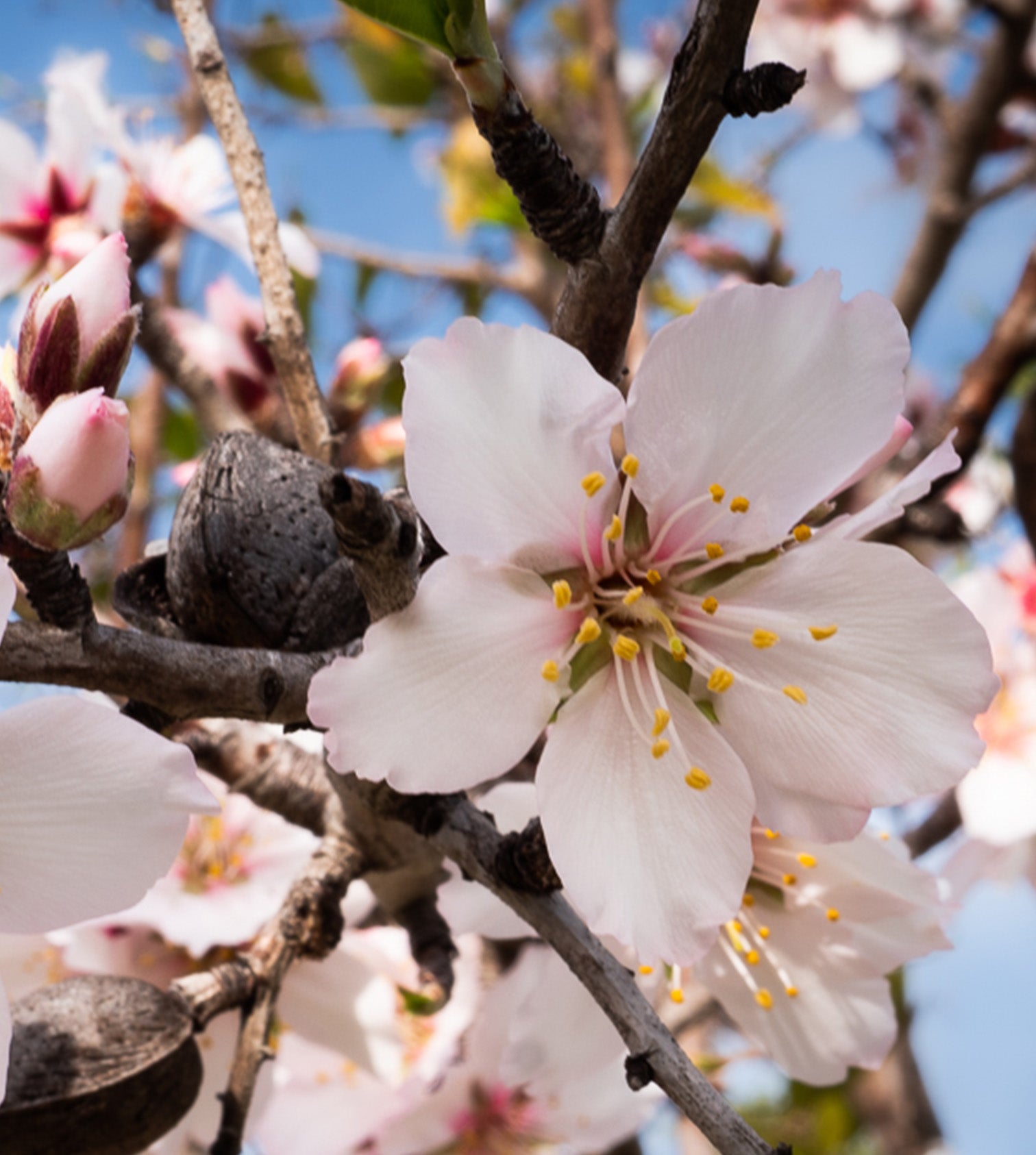 almond blossom at sugar valley farm Algarve Portugal